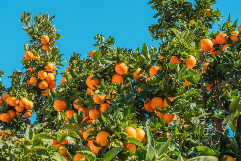 Baum an dem Orangen hängen Orangenbaum