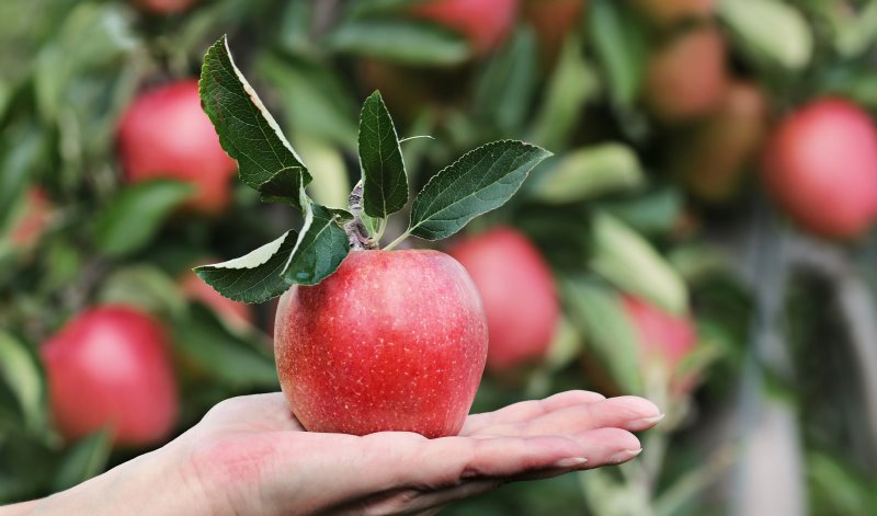 Dampfentsafter sind ideal um Apfelsaft herzustellen. 