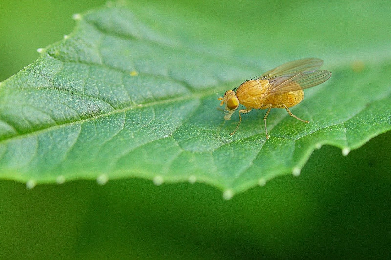 Fruchtfliege auf einem Blatt Fruchtfliegenfalle Alternative