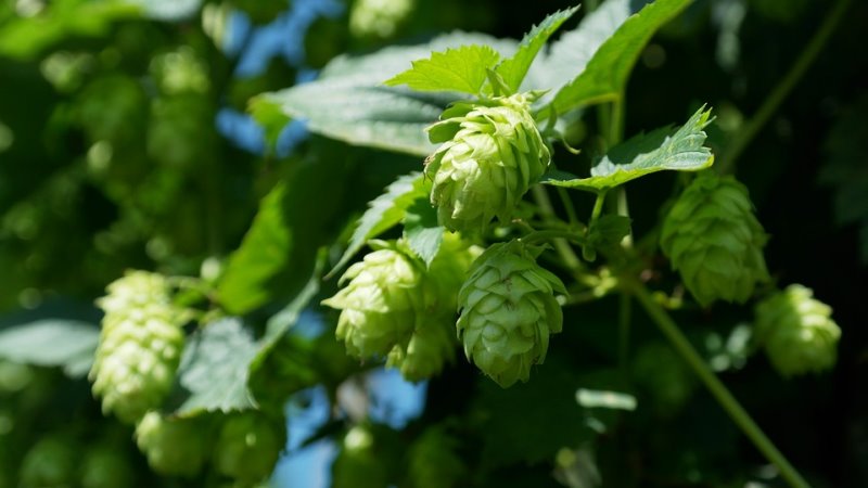 Hopfen als Pflanze