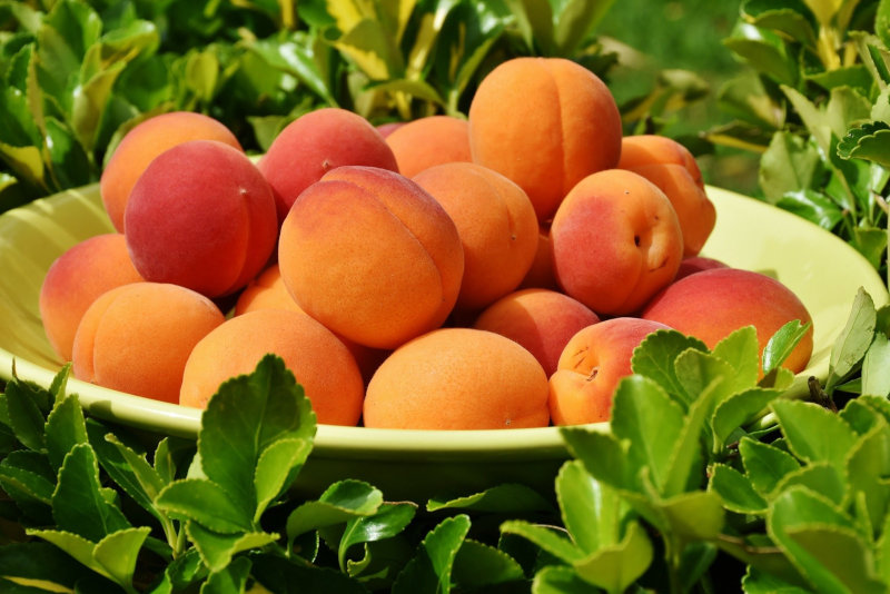 Obstschale mit Pfirsichen Obstschale mit Pfirsichen