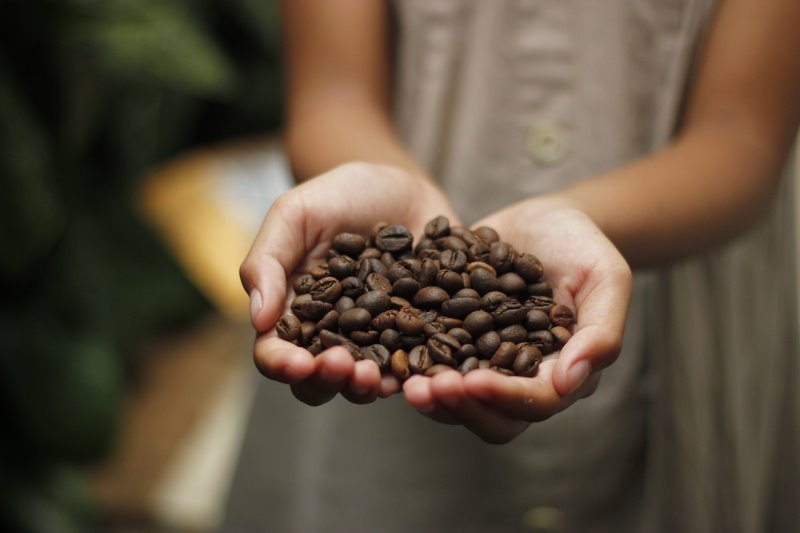 Frische Kaffeebohnen in behüteten Händen Frische Kaffeebohnen in behüteten Händen