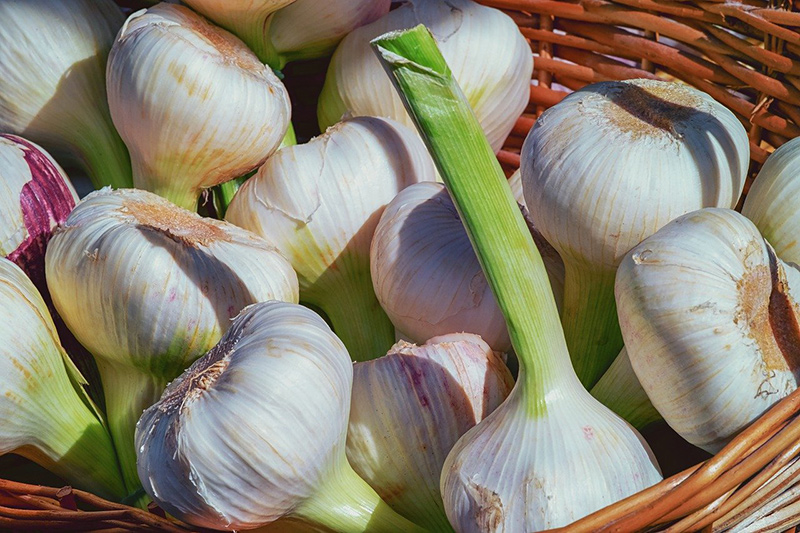 Knoblauchschneider, frischer Knoblauch Knoblauchschneider im Test