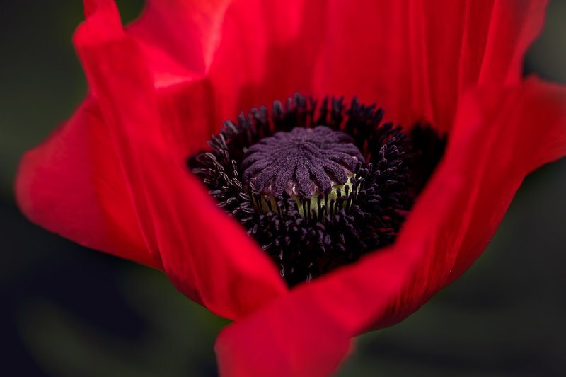 Mohnblüte